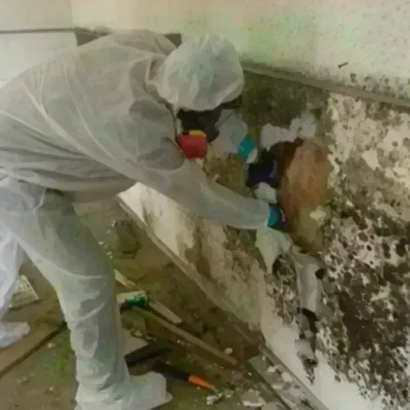 Mold Remediation and Removal in Martinez, GA